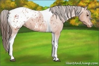 Horse Color:Bay Splash Tobiano Appaloosa  Brindle
