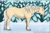 Horse Color:White Spotted Gold Cream Champagne