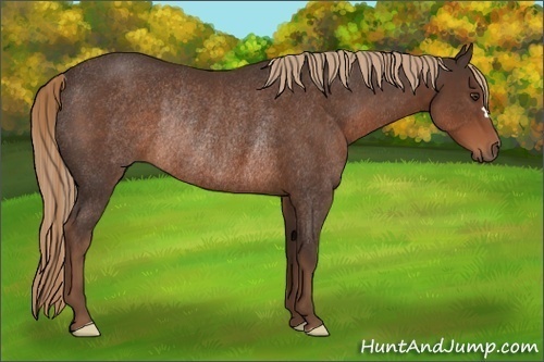 Horse Color:Liver Chestnut Rabicano 