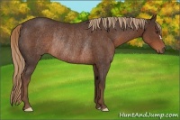 Horse Color:Liver Chestnut Rabicano 