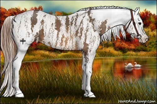 Horse Color:Bay Splash Tobiano Appaloosa  Brindle