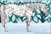 Horse Color:Silver Black Appaloosa 
