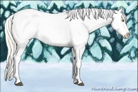 Horse Color:White Spotted Liver Chestnut Pearl Appaloosa
