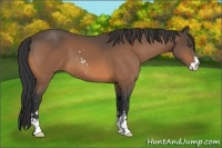 Horse Color:Buckskin Sabino