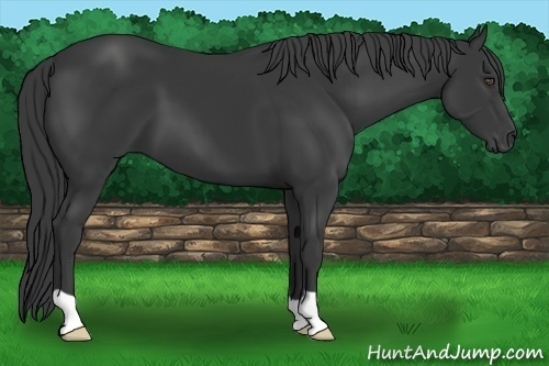 Horse Color:Black 