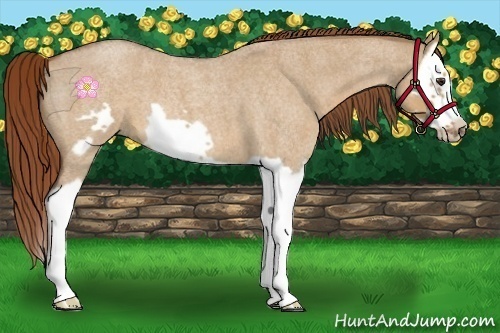 Horse Color:Red Dun Roan Splash Frame 
