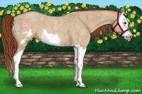 Horse Color:Red Dun Roan Splash Frame