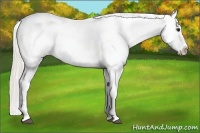 Horse Color:White Spotted Silver Bay Roan Frame Appaloosa