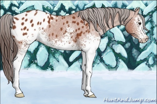 Horse Color:White Spotted Bay Appaloosa