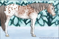 Horse Color:White Spotted Bay Appaloosa 