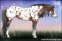 Horse Color:White Spotted Bay Splash Appaloosa