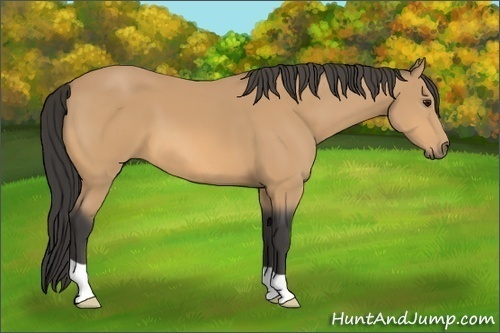 Horse Color:Unknown 