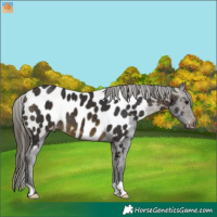 Horse Color:Buckskin Appaloosa