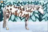 Horse Color:Buckskin Appaloosa