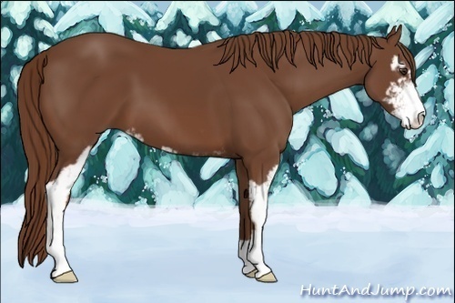 Horse Color:Chestnut Sabino 