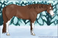 Horse Color:Chestnut Sabino