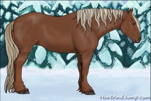 Horse Color:Chestnut Sabino