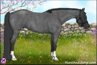 Horse Color:Blue Roan 