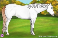 Horse Color:White Spotted Classic Cream Champagne Pearl Rabicano