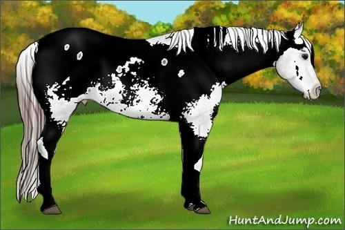 Horse Color:White Spotted Grullo Tobiano Appaloosa Rabicano
