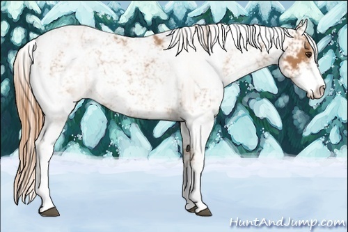 Horse Color:Chestnut Sabino