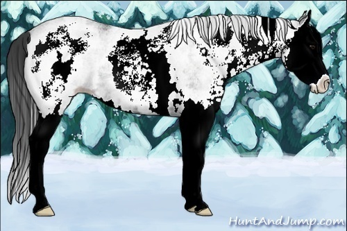 Horse Color:White Spotted Black Splash