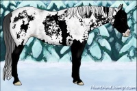 Horse Color:White Spotted Black Splash