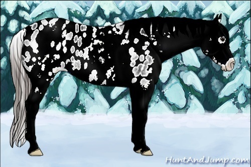 Horse Color:White Spotted Black Blanket
