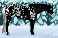 Horse Color:White Spotted Black Blanket 