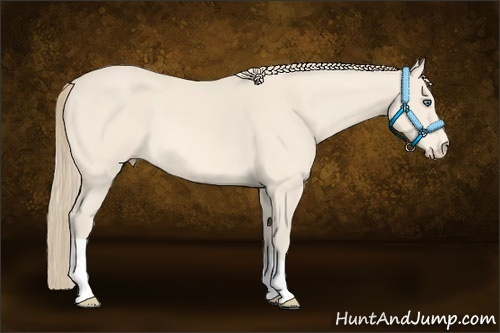 Horse Color:Perlino 
