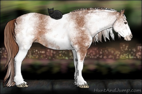 Horse Color:White Spotted Chestnut 
