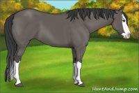 Horse Color:Grullo Splash 