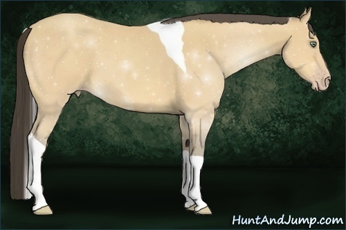 Horse Color:Amber Cream Champagne Tobiano