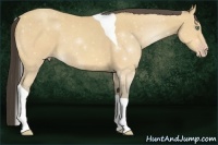 Horse Color:Amber Cream Champagne Tobiano