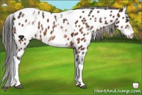 Horse Color:White Spotted Bay Tobiano Appaloosa Rabicano Brindle