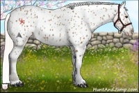 Horse Color:Silver Bay Appaloosa 