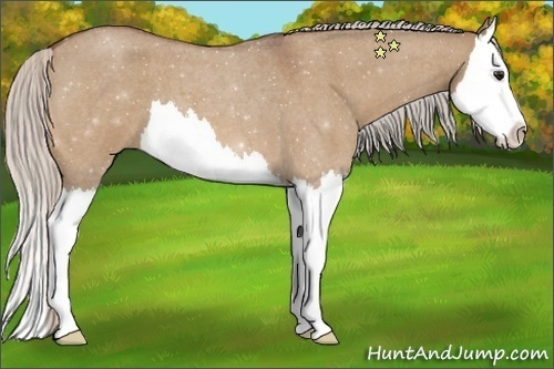 Horse Color:Silver Bay Roan Dun Splash 