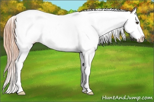 Horse Color:Chestnut Splash Appaloosa 