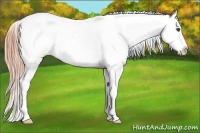 Horse Color:Chestnut Splash Appaloosa