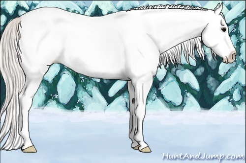 Horse Color:White Spotted Silver Black Splash 