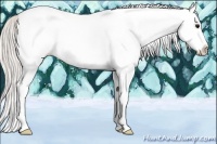 Horse Color:White Spotted Silver Black Splash