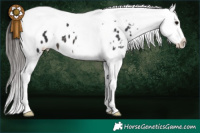 Horse Color:White Spotted Brown Splash Tobiano Appaloosa