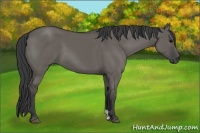 Horse Color:Grullo 