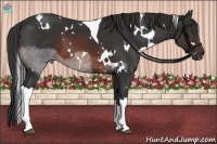 Horse Color:White Spotted Brown Tobiano 