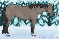 Horse Color:Grullo