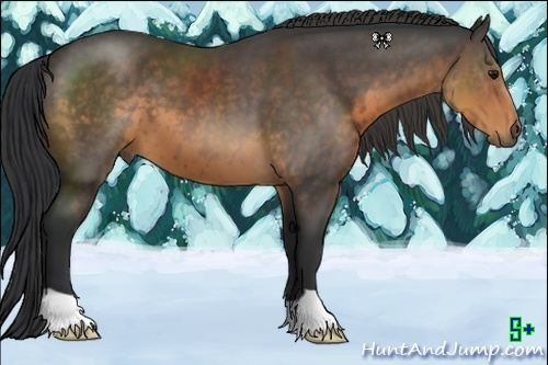 Horse Color:Buckskin 