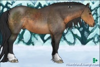 Horse Color:Buckskin 