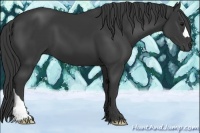 Horse Color:Smoky Black