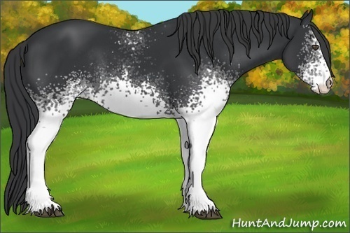 Horse Color:White Spotted Black Rabicano 