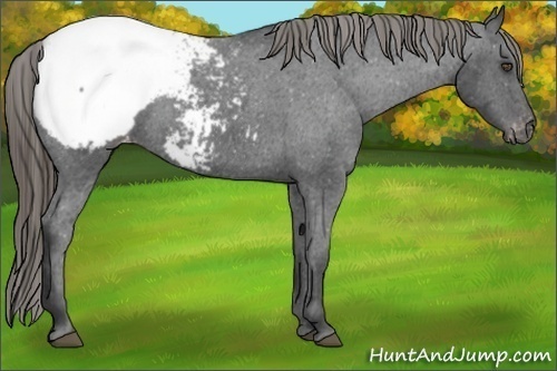 Horse Color:Smoky Black Appaloosa 